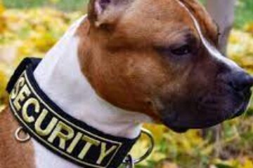 Вышивка на лентах и ремнях