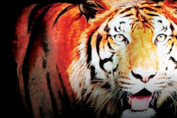 Высокая детализация