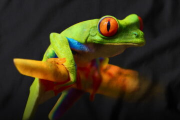 Высокая детализация